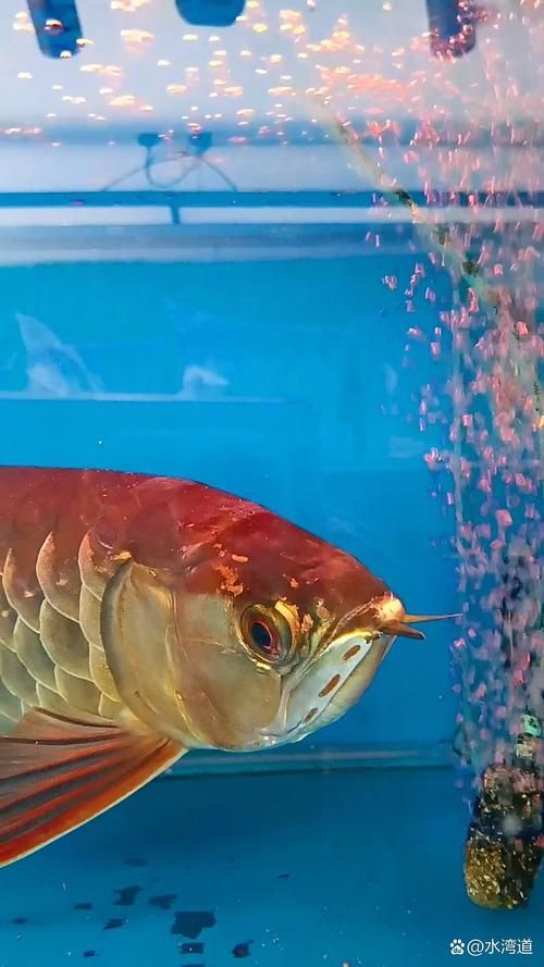 給我一些冠軍血統金龍魚的圖片，冠軍血統金龍魚