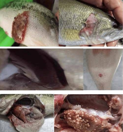 給我一些魚爛真菌和細菌的圖片，魚爛真菌和細菌性爛病