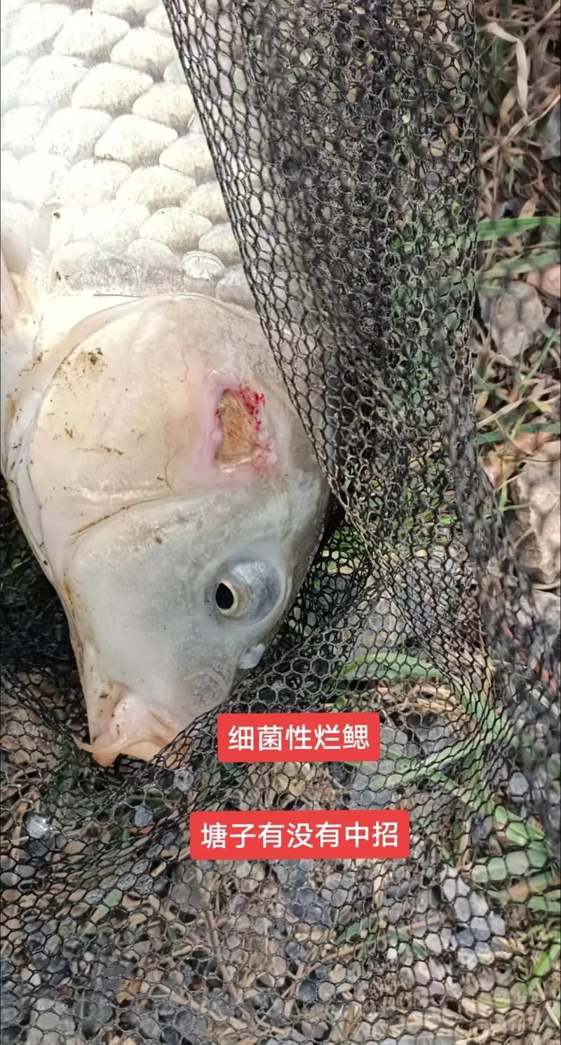 給我一些魚爛真菌和細菌的圖片，魚爛真菌和細菌性爛病