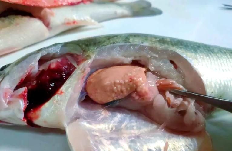 給我一些魚爛真菌和細菌的圖片，魚爛真菌和細菌性爛病