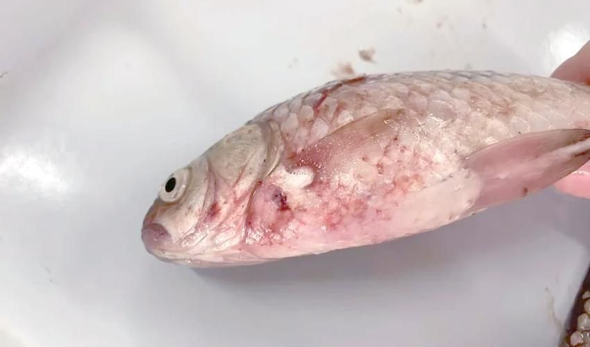 給我一些魚爛真菌和細菌的圖片，魚爛真菌和細菌性爛病