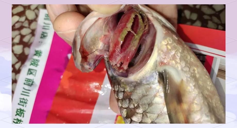 給我一些魚爛真菌和細菌的圖片，魚爛真菌和細菌性爛病