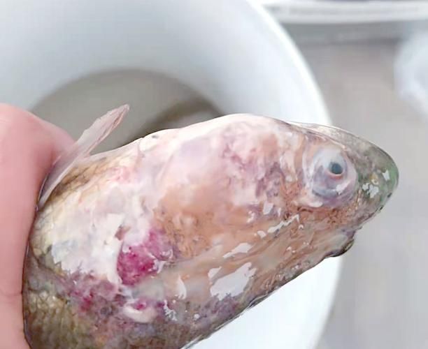 給我一些魚爛真菌和細菌的圖片，魚爛真菌和細菌性爛病