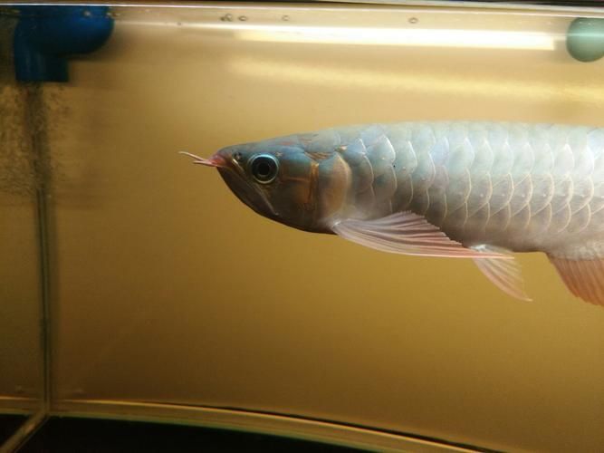 李亞四龍魚有哪些經典品種？