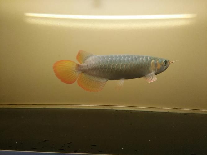 李亞四龍魚有哪些經典品種？