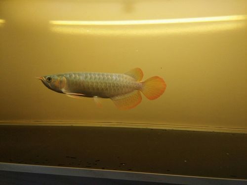 李亞四龍魚有哪些經典品種？