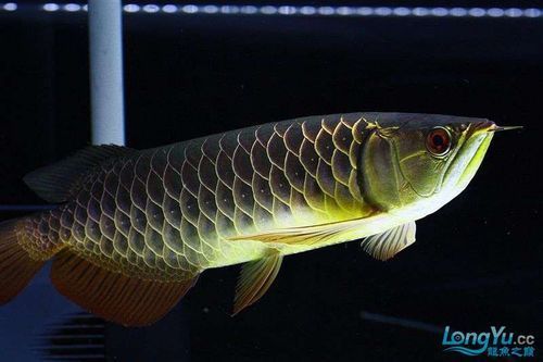 李亞四龍魚有哪些經典品種？