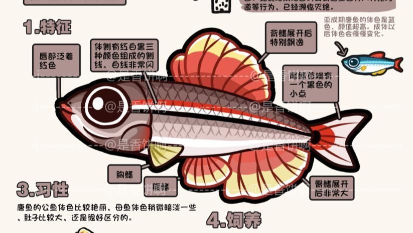 給我推薦一些色彩鮮艷的小型冷水魚，小型冷水魚因其色彩鮮艷而受到許多人的喜愛，它們通常生活在清澈的水域中