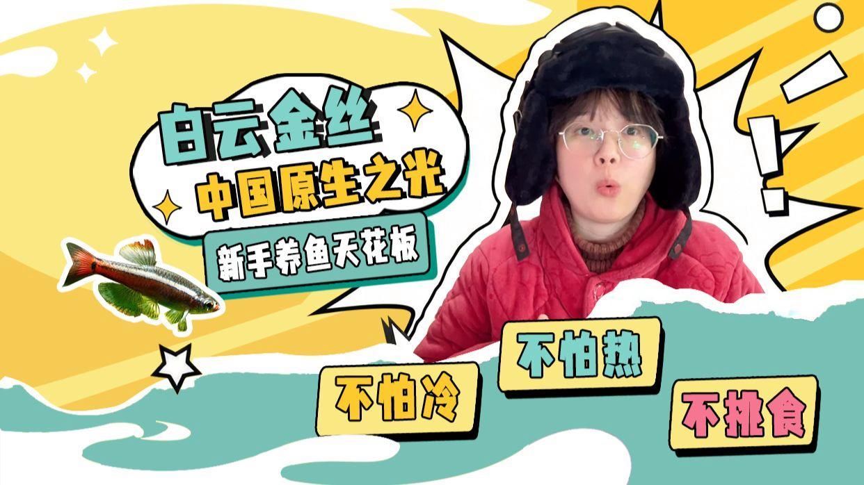 給我推薦一些色彩鮮艷的小型冷水魚，小型冷水魚因其色彩鮮艷而受到許多人的喜愛，它們通常生活在清澈的水域中