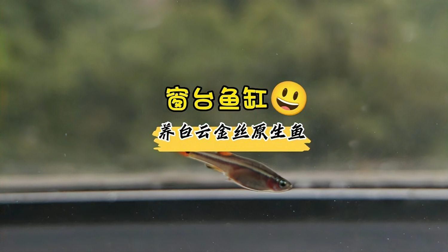 給我推薦一些色彩鮮艷的小型冷水魚，小型冷水魚因其色彩鮮艷而受到許多人的喜愛，它們通常生活在清澈的水域中