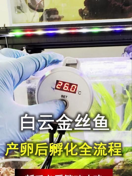 給我推薦一些色彩鮮艷的小型冷水魚，小型冷水魚因其色彩鮮艷而受到許多人的喜愛，它們通常生活在清澈的水域中