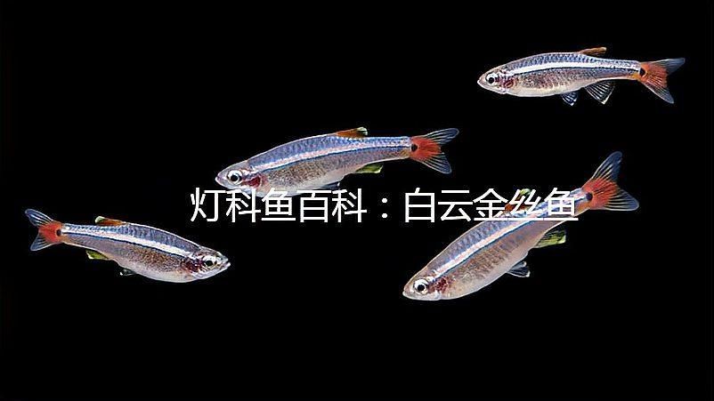 給我推薦一些色彩鮮艷的小型冷水魚，小型冷水魚因其色彩鮮艷而受到許多人的喜愛，它們通常生活在清澈的水域中