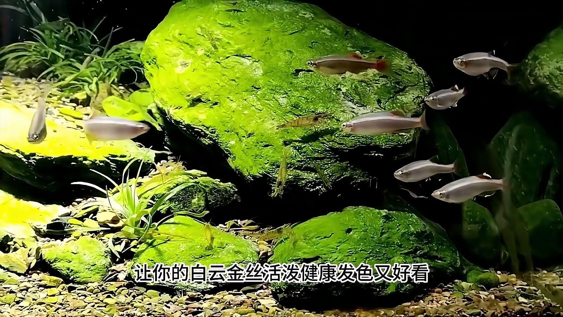 給我推薦一些色彩鮮艷的小型冷水魚，小型冷水魚因其色彩鮮艷而受到許多人的喜愛，它們通常生活在清澈的水域中
