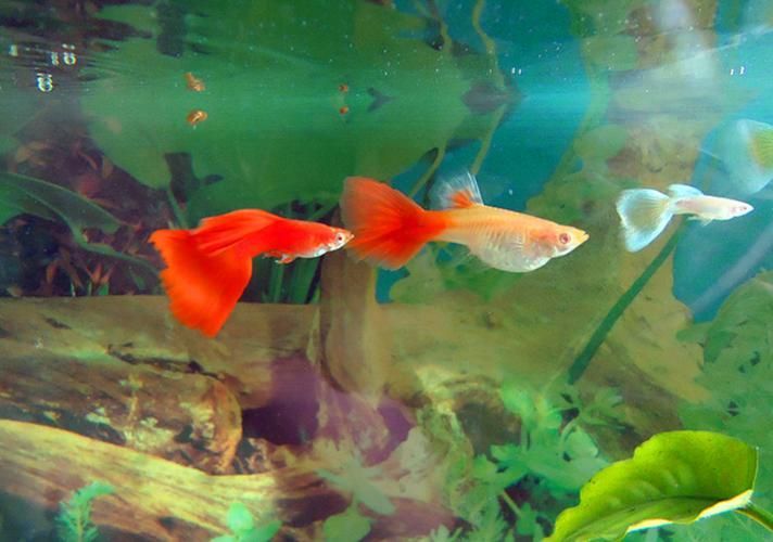 如何判斷小型魚是否發情？，如何判斷小型魚是否發情，
