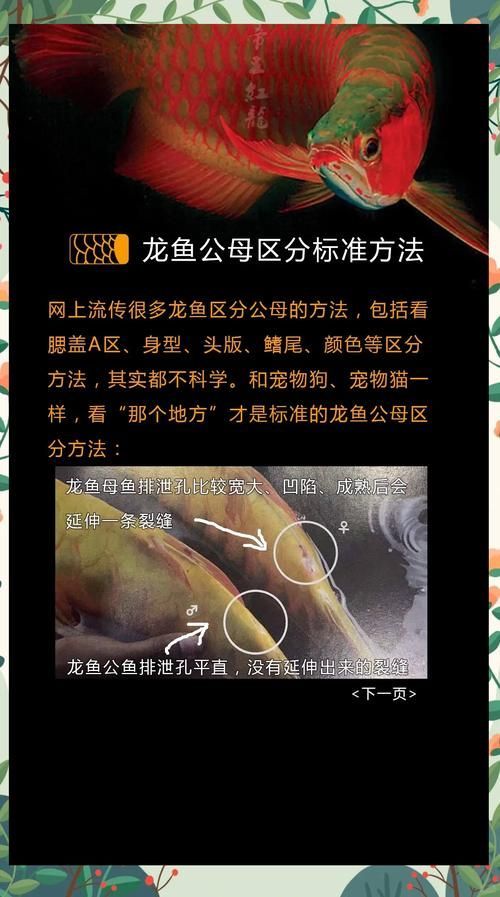 給我一些鑒別真假唐山龍魚的圖片，唐山龍魚鑒別真假唐山龍魚圖片鑒別真假唐山龍魚