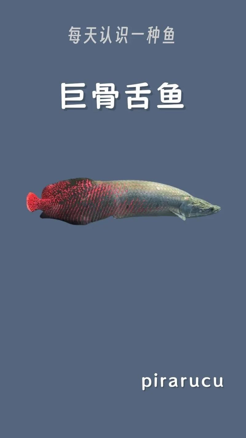 給我一份龍魚品種大全圖解，一份龍魚品種大全圖解