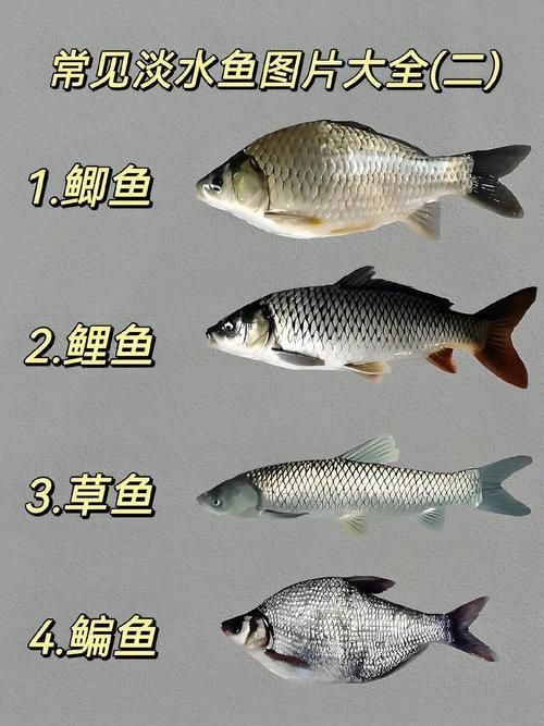 給我一份龍魚品種大全圖解，一份龍魚品種大全圖解