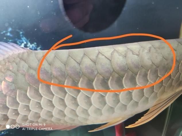 如何預防龍魚鱗片上的白色凸起？，如何預防龍魚白色凸起