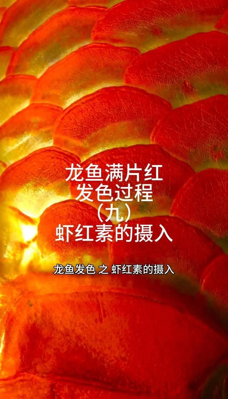龍魚飼養多久才會發色