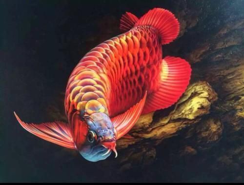 龍魚缸魚飼養手冊哪個品牌最好，龍魚缸魚飼養手冊哪個品牌最好《龍魚缸魚飼養手冊”
