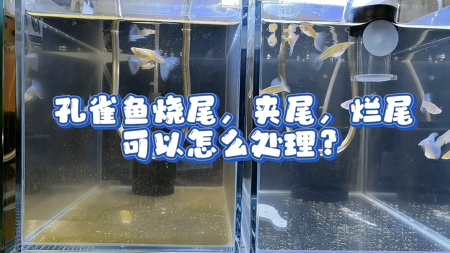 魚爛尾巴后如何治療，如何治療魚爛尾巴