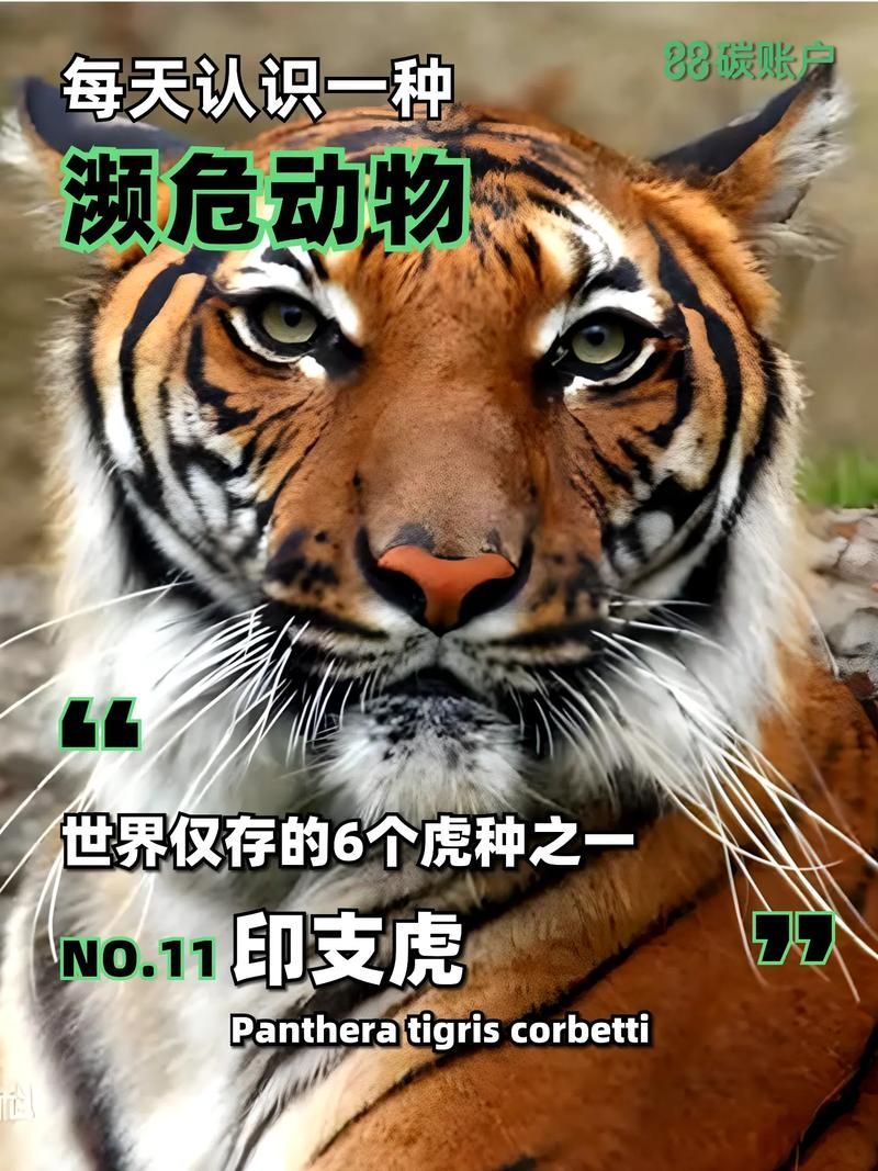 泰國虎的繁殖方式是什么？，泰國虎的繁殖方式