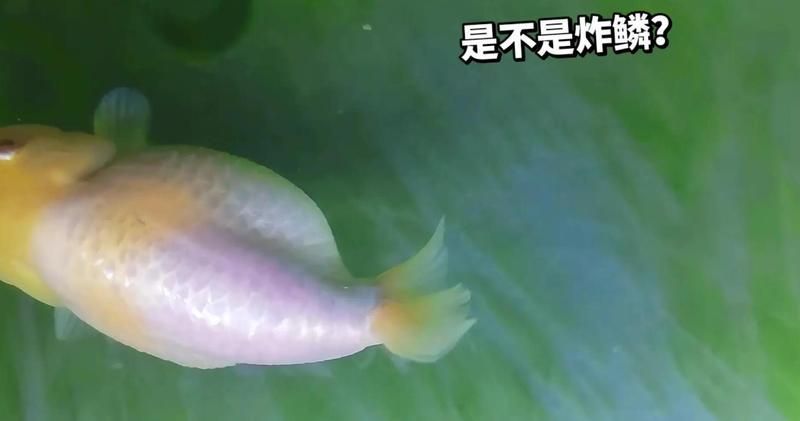 如何判斷魚鼓肚子炸鱗是否嚴(yán)重，如何判斷魚鼓肚子炸鱗嚴(yán)重