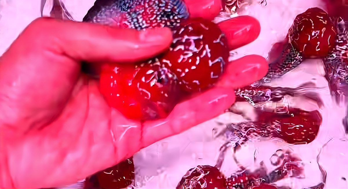 如何辨別真假金龍魚(yú)視頻祥龍魚(yú)場(chǎng)？，如何辨別真假金龍魚(yú)
