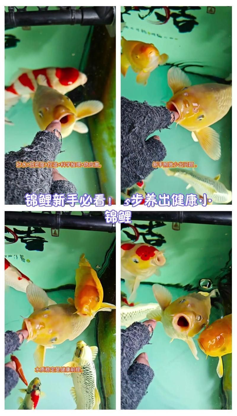 如何預防錦鯉爛鰭的發生，如何預防北京錦鯉爛鰭