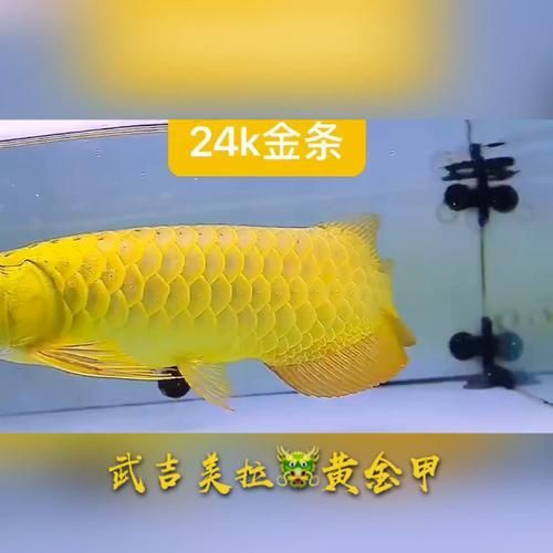 武吉美拉金龍魚有哪些知名品牌？，武吉美拉金龍魚中廣為人知的知名品牌：武吉美拉金龍魚