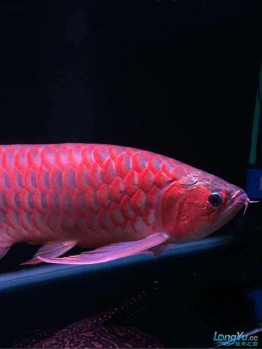 紅龍過背的特征圖片，紅龍過背鑒賞