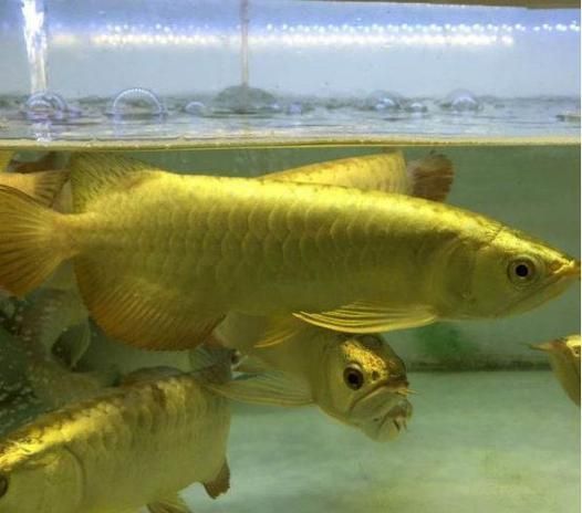 紅龍過背的特征圖片，紅龍過背鑒賞