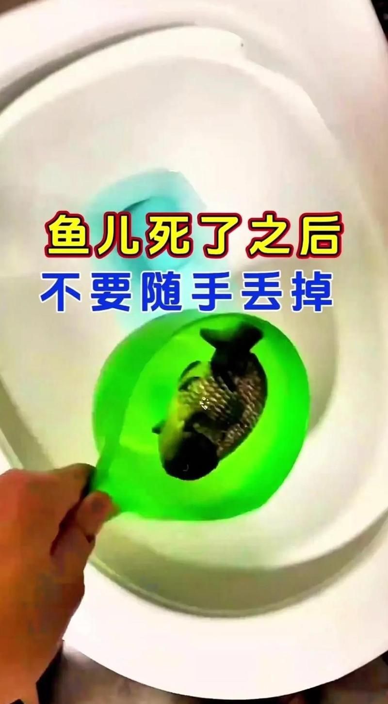 如何科學處理死魚，科學處理死魚的處理方法包括3個步驟