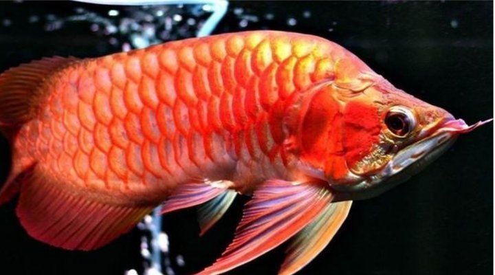 如何判斷福龍魚的品種，如何判斷福龍魚的品種及種