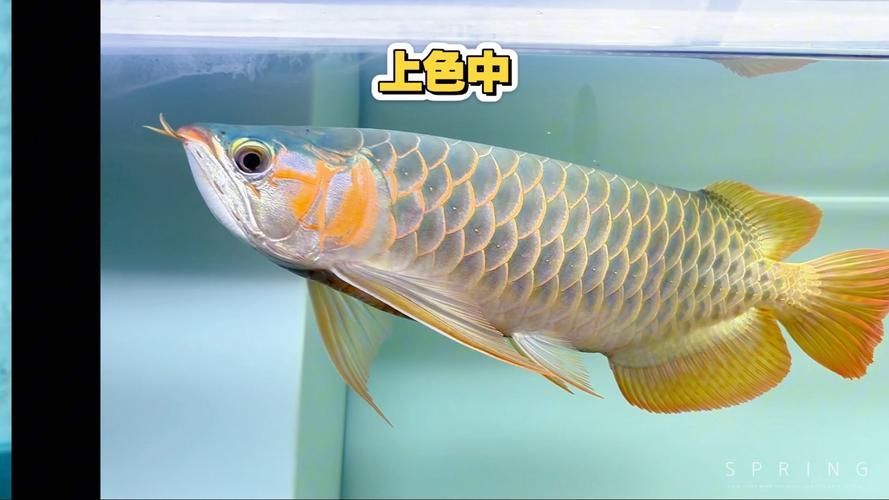 紅龍上色對比圖，如何判斷紅龍是否開始上色