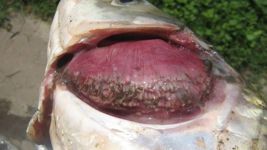 龍魚爛鰓最簡單治療方法，如何判斷龍魚爛鰓病？