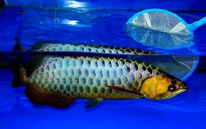 購買過背金龍魚注意事項，購買過背金龍魚時，有幾個重要的注意事項需要牢記