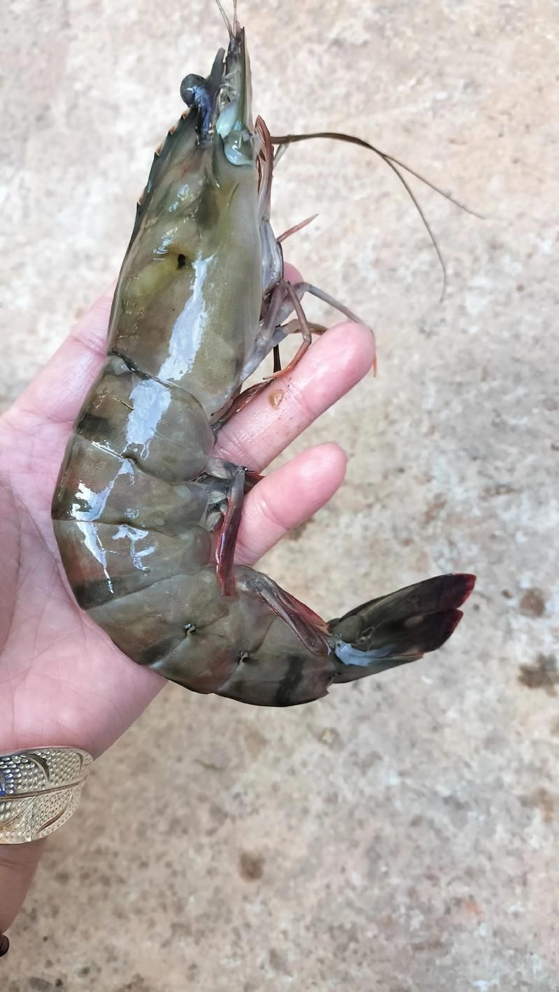 哪些龍魚品種適合搭配這些食物？，龍魚品種適合搭配“配圖”，