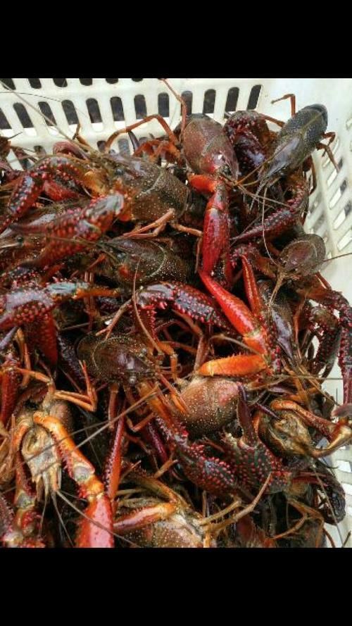 哪些龍魚品種適合搭配這些食物？，龍魚品種適合搭配“配圖”，