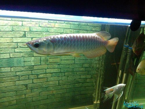 哪些龍魚品種適合搭配這些食物？，龍魚品種適合搭配“配圖”，