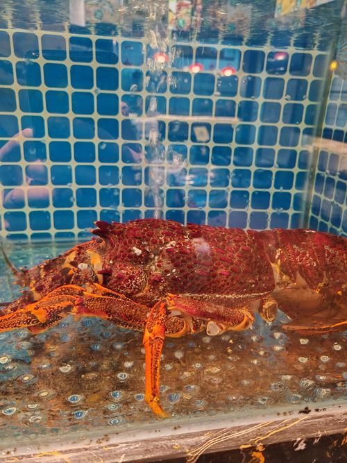 哪些龍魚品種適合搭配這些食物？，龍魚品種適合搭配“配圖”，