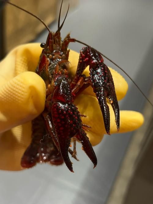 哪些龍魚品種適合搭配這些食物？，龍魚品種適合搭配“配圖”，