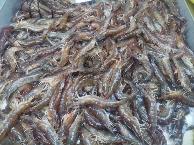 哪些龍魚品種適合搭配這些食物？，龍魚品種適合搭配“配圖”，