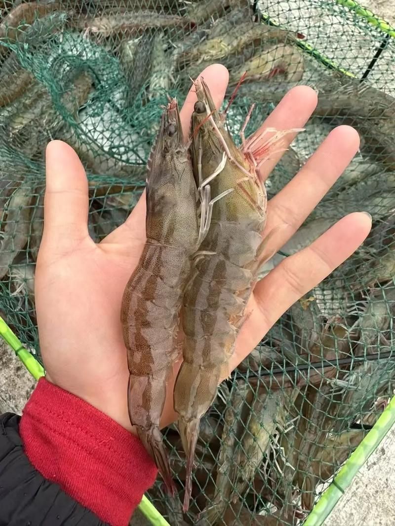 哪些龍魚品種適合搭配這些食物？，龍魚品種適合搭配“配圖”，