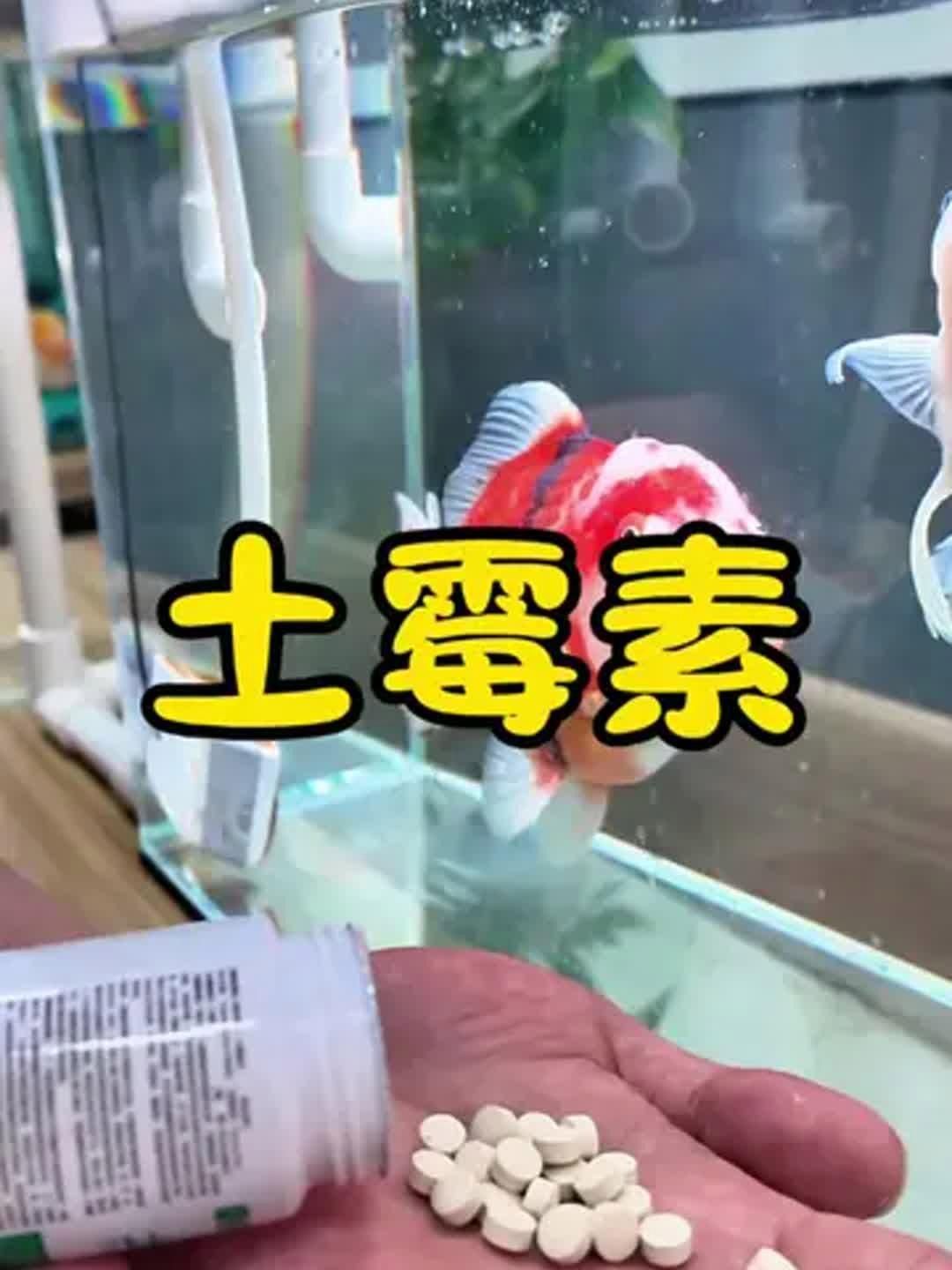 有哪些藥物可以預防龍魚須子感染？，有哪些藥物可以預防龍魚須子感染?