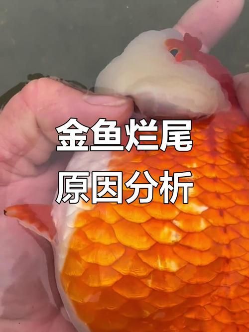 如何判斷金魚爛尾的類型