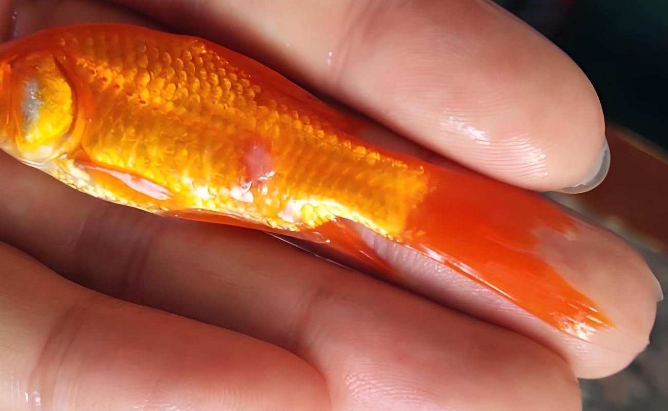 如何判斷金魚爛尾的類型