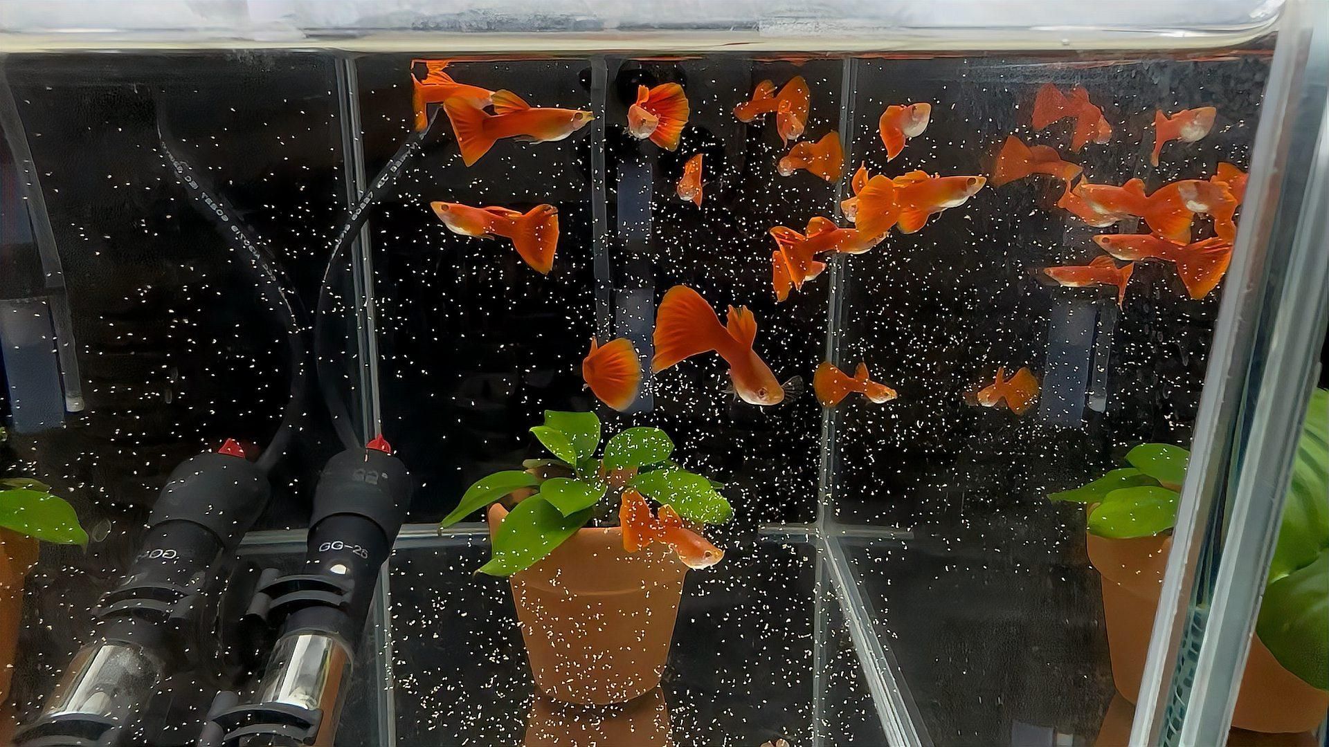 孔雀魚繁殖時需要哪些條件，孔雀魚繁殖全攻略