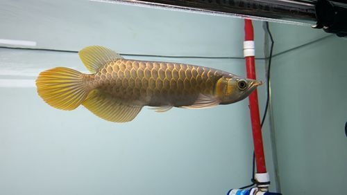 洛賓紅龍和孟吉爾哪個更好，《魔獸世界》中洛賓紅龍和孟吉爾哪個更好？