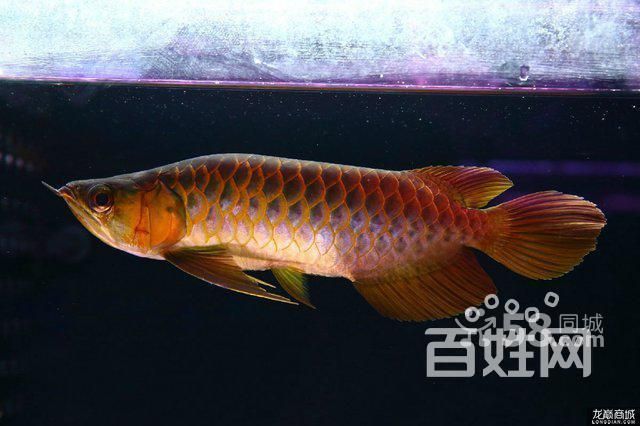 洛賓紅龍和孟吉爾哪個更好，《魔獸世界》中洛賓紅龍和孟吉爾哪個更好？